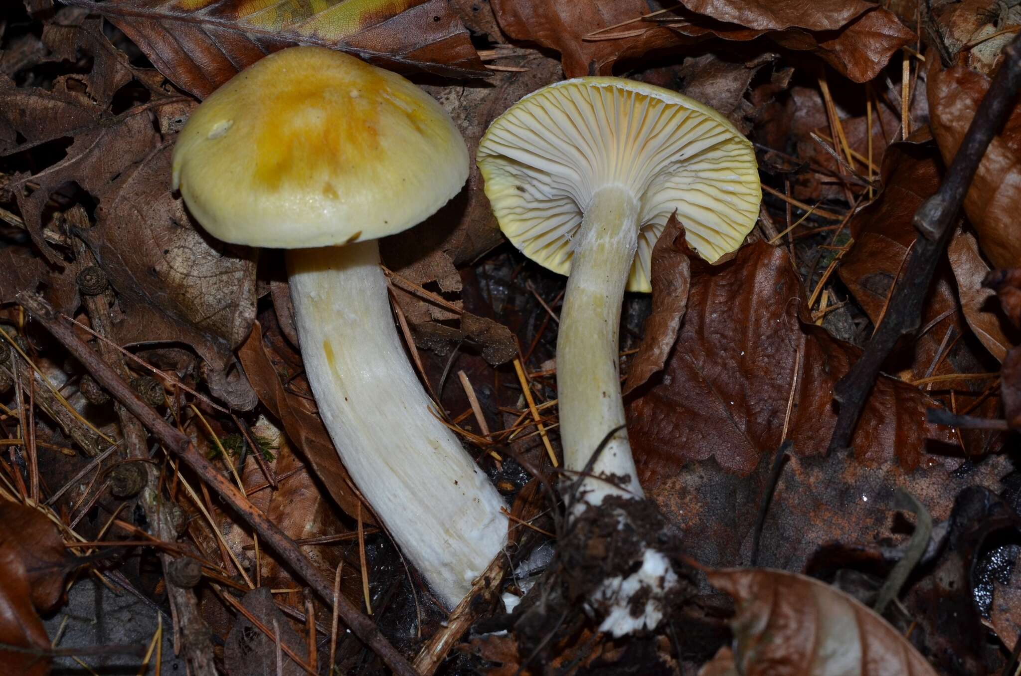 Image of Hygrophorus lucorum Kalchbr. 1874