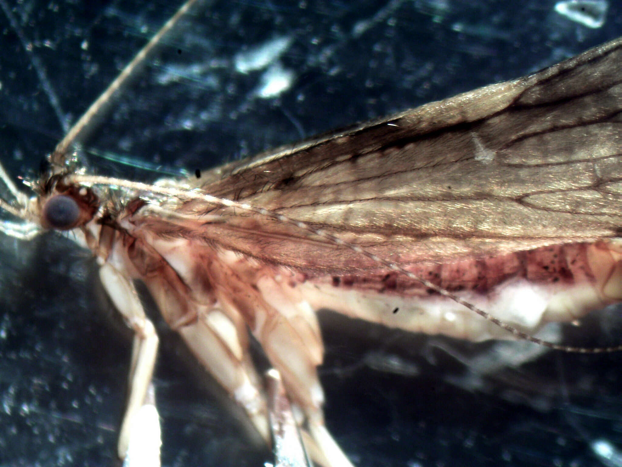 Image of Rhyacophila tucula Ross 1950