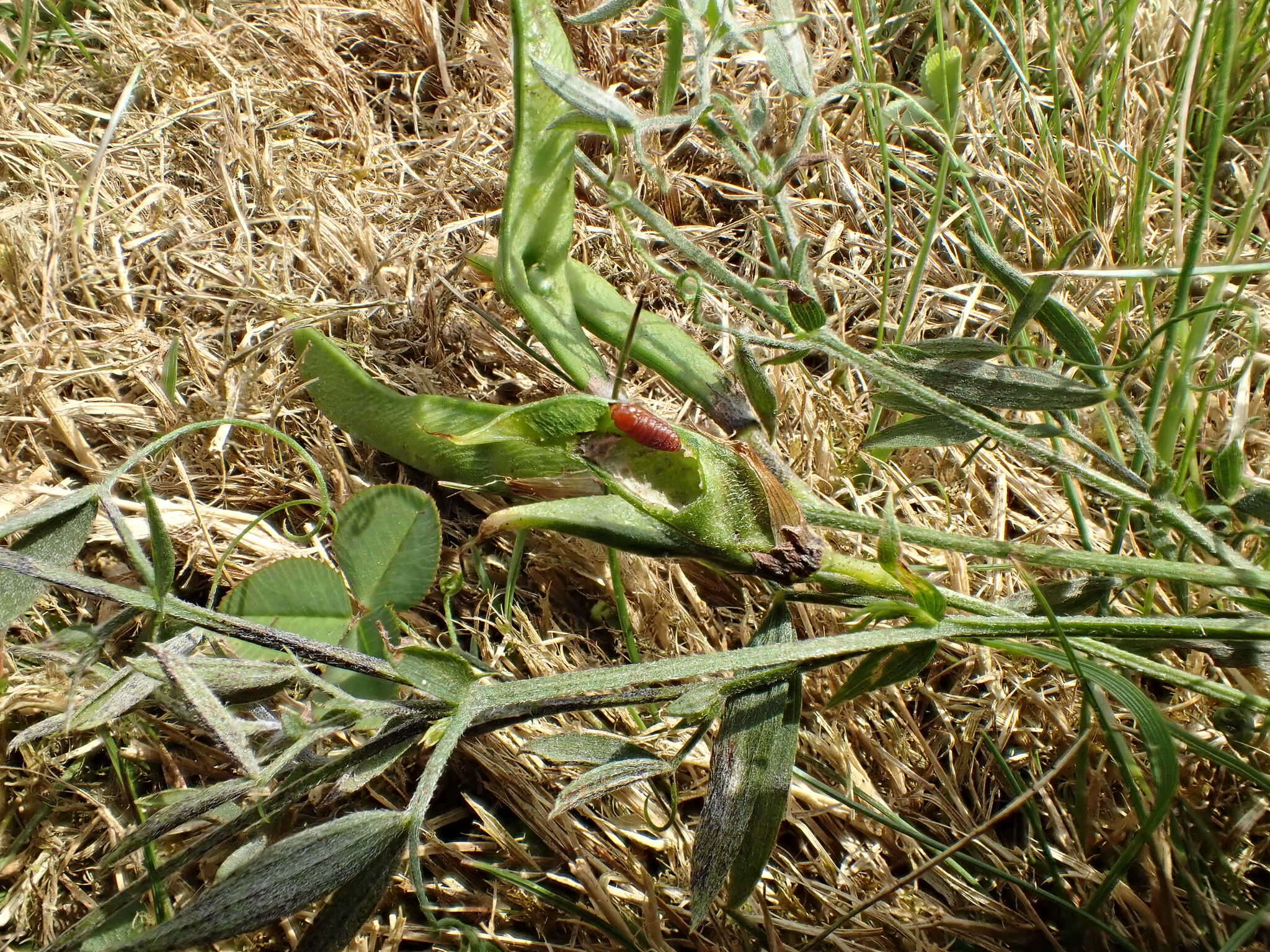 Image of Asphondylia lathyri Rübsaamen 1914