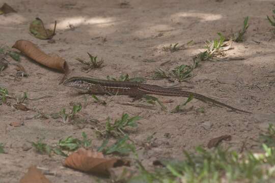 Image of Amazon Racerunner