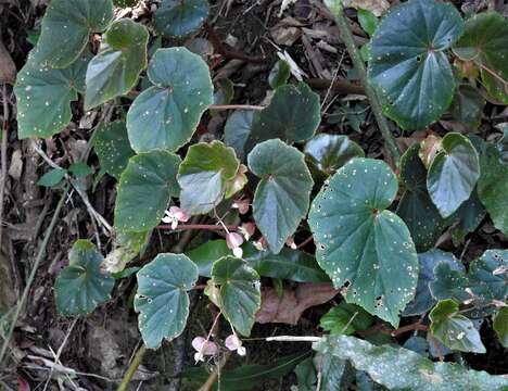 Image of Begonia subvillosa Klotzsch