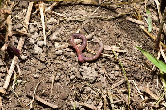 Image of Earthworm