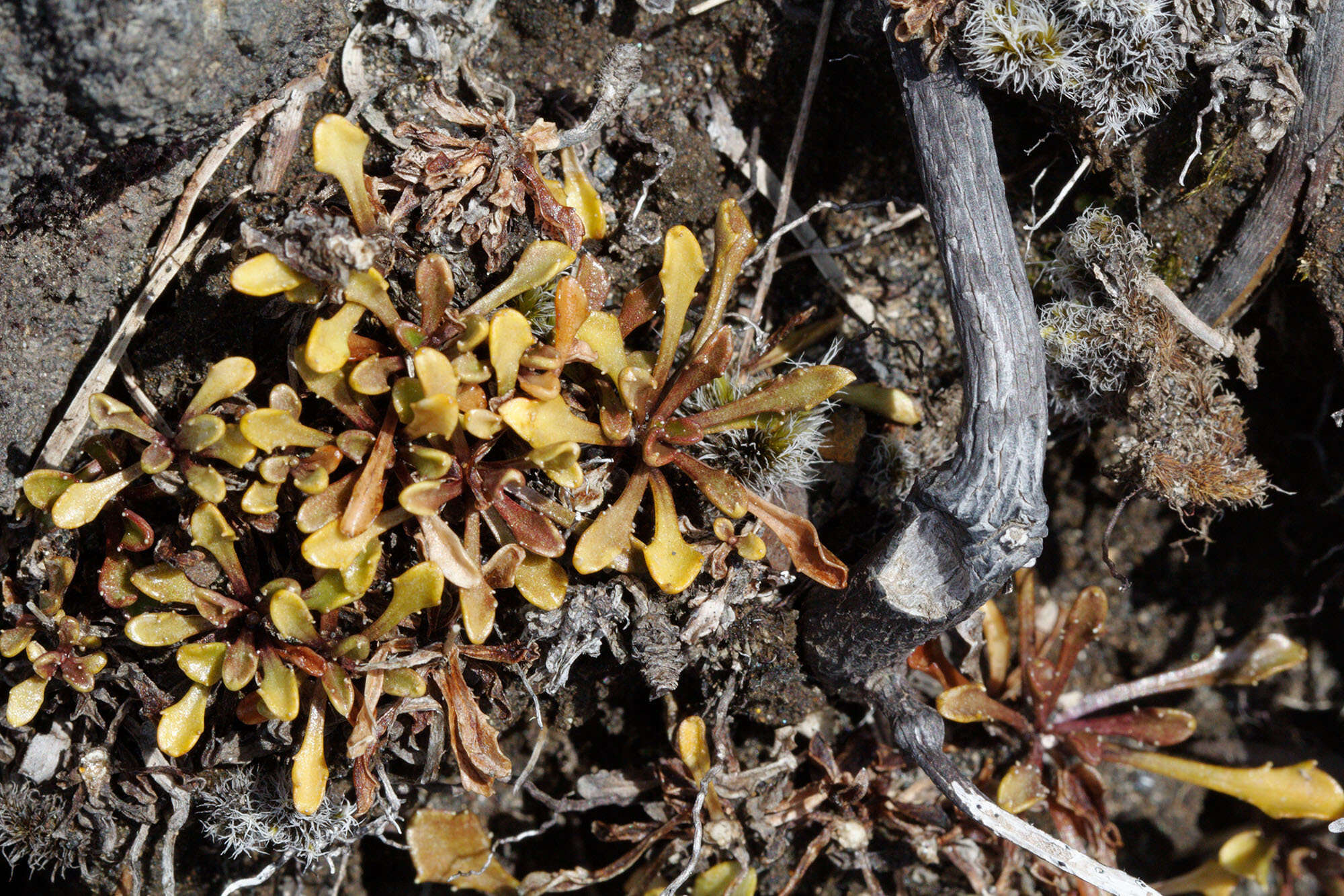 Image of Wahlenbergia pygmaea Colenso