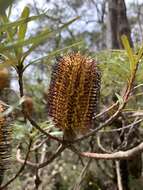 Image of Banksia neoanglica (A. S. George) Stimpson & J. J. Bruhl