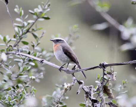 Image of Rufous-breasted Chat-Tyrant