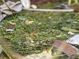 Image of Ceriagrion chaoi Schmidt 1964