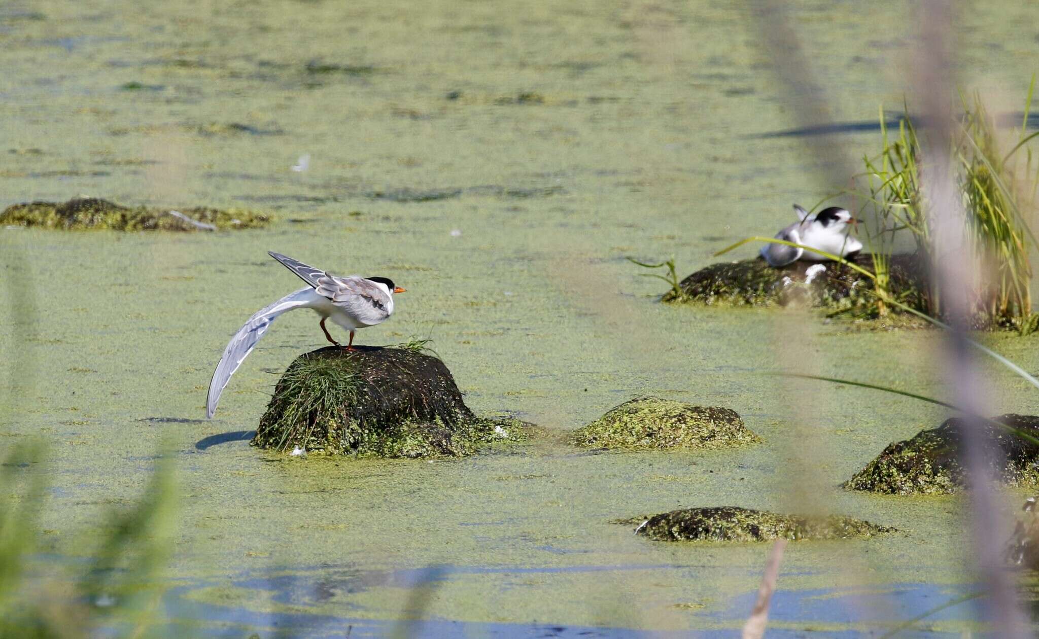 Sivun Sterna hirundo longipennis Nordmann 1835 kuva