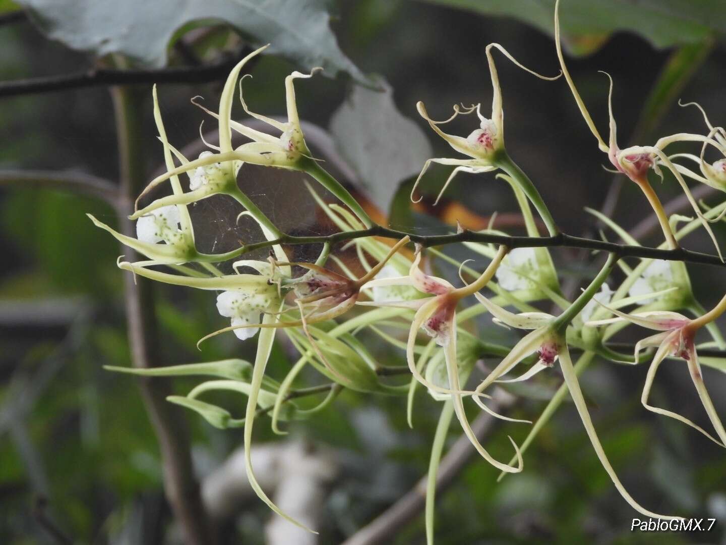 Image of Warty Brassia