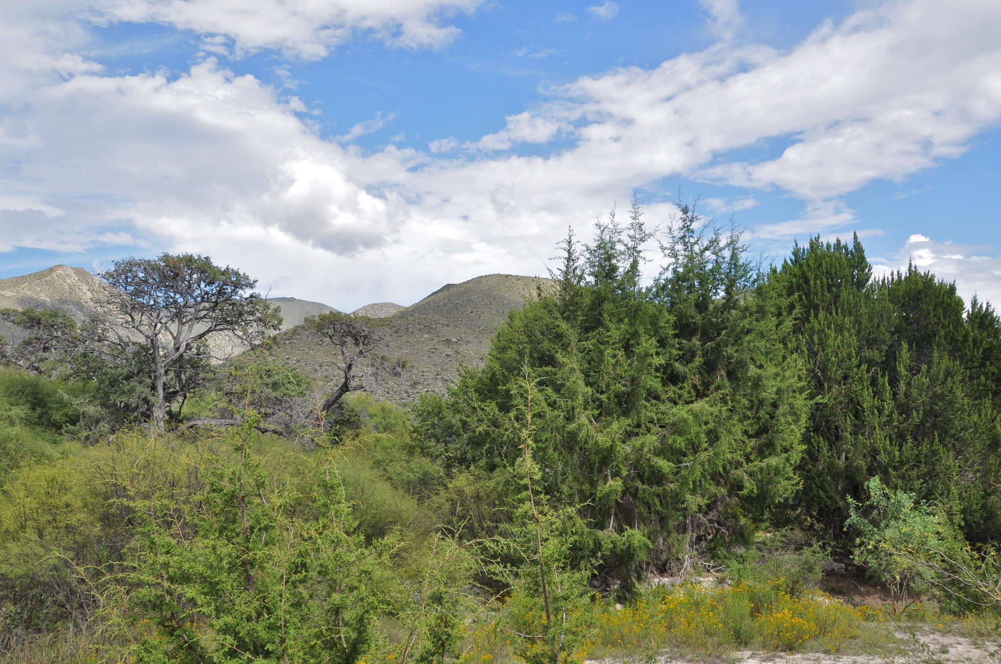 Image of Juniperus saltillensis M. T. Hall