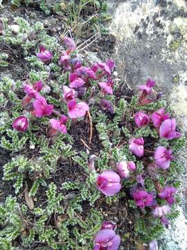 Image of Spongiocarpella purpurea (P. C. Li) Yakovlev