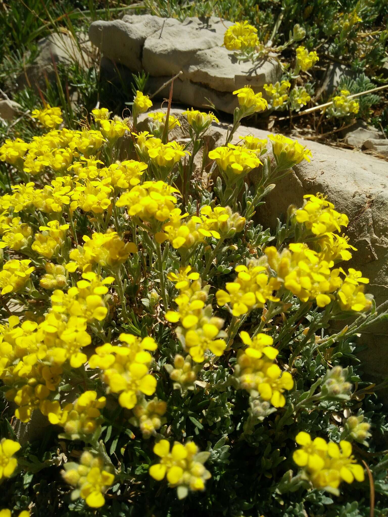 Слика од Alyssum baumgartnerianum Bornm.