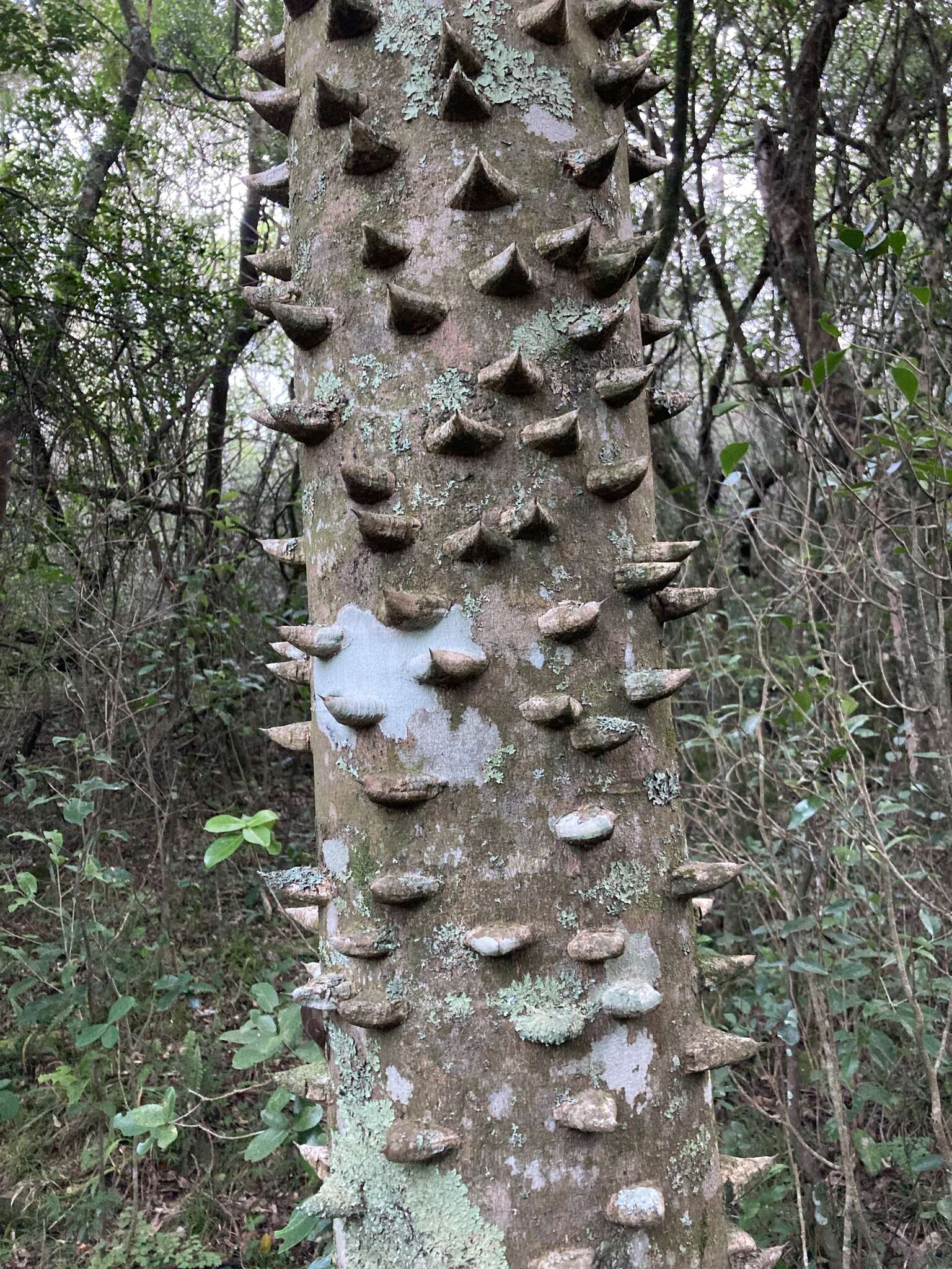 Image of Zanthoxylum rhoifolium Lam.