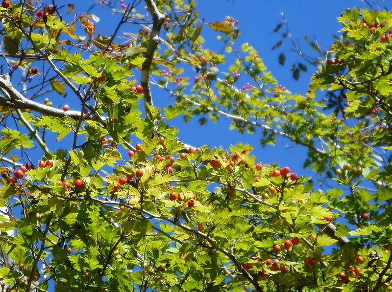 Image of parsley hawthorn