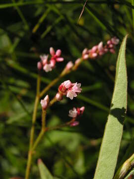 Imagem de Persicaria hystricula (Schuster) Sojak