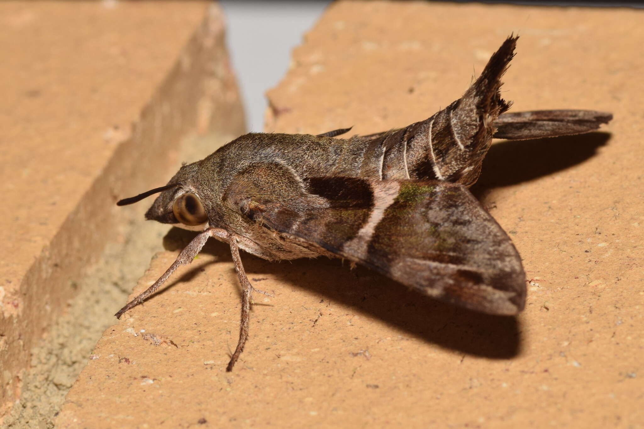 Image of Macroglossum errans