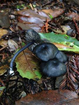 Image of Entoloma serrulatum (Fr.) Hesler 1967