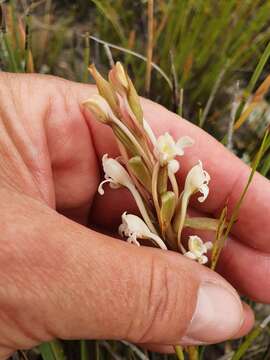 Image of Satyrium eurycalcaratum van der Niet