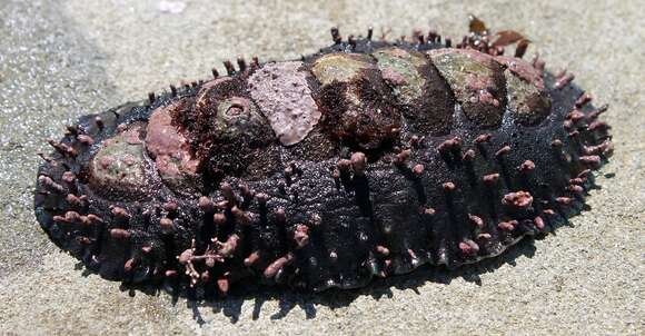 Image de Acanthopleura echinata (Barnes 1824)