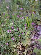 Imagem de Indigofera gracilis Spreng.