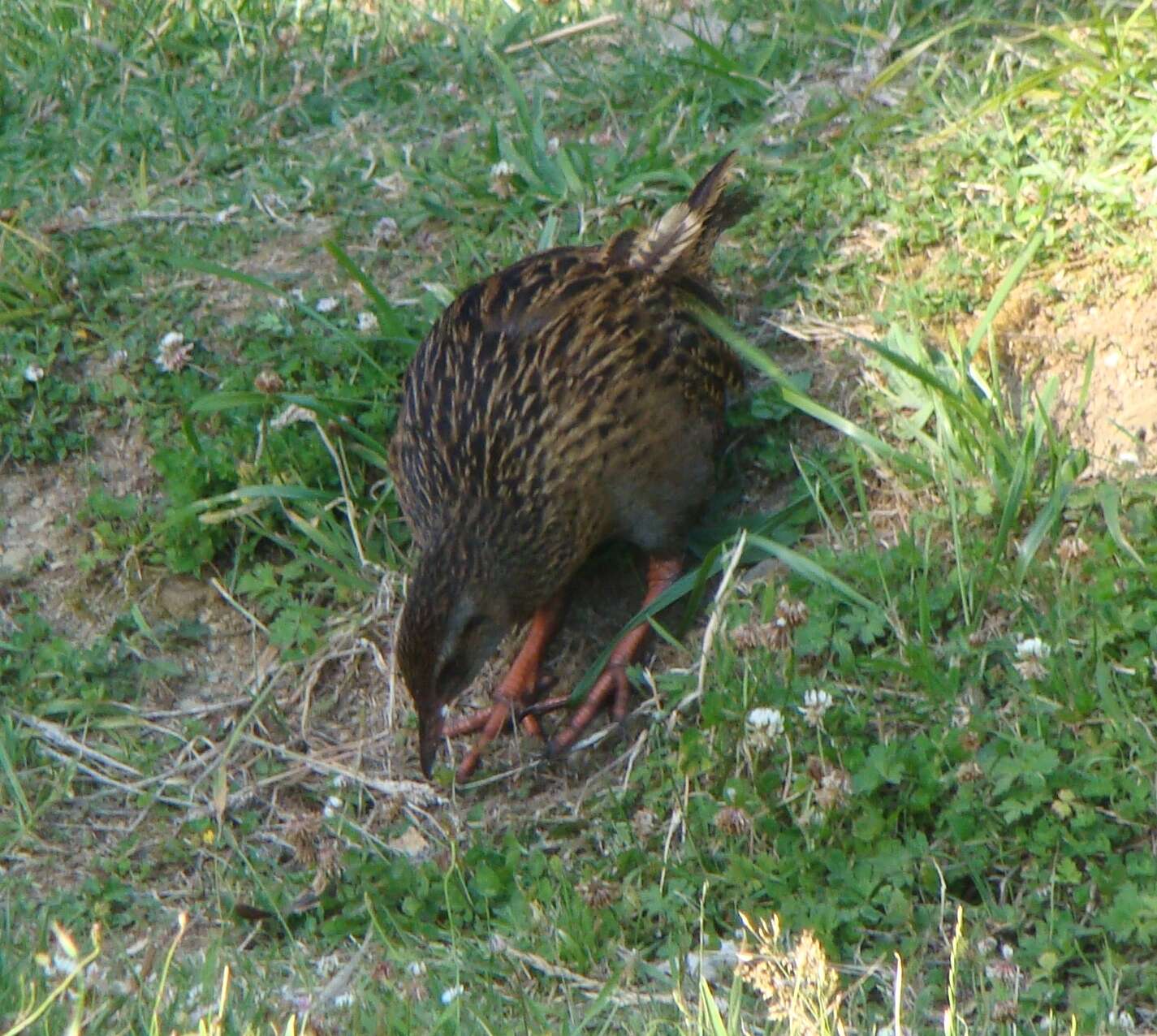 Image of Gallirallus australis australis (Sparrman 1786)