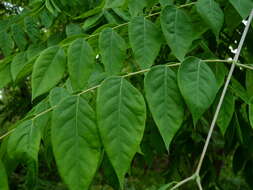 Image of American coffee berry