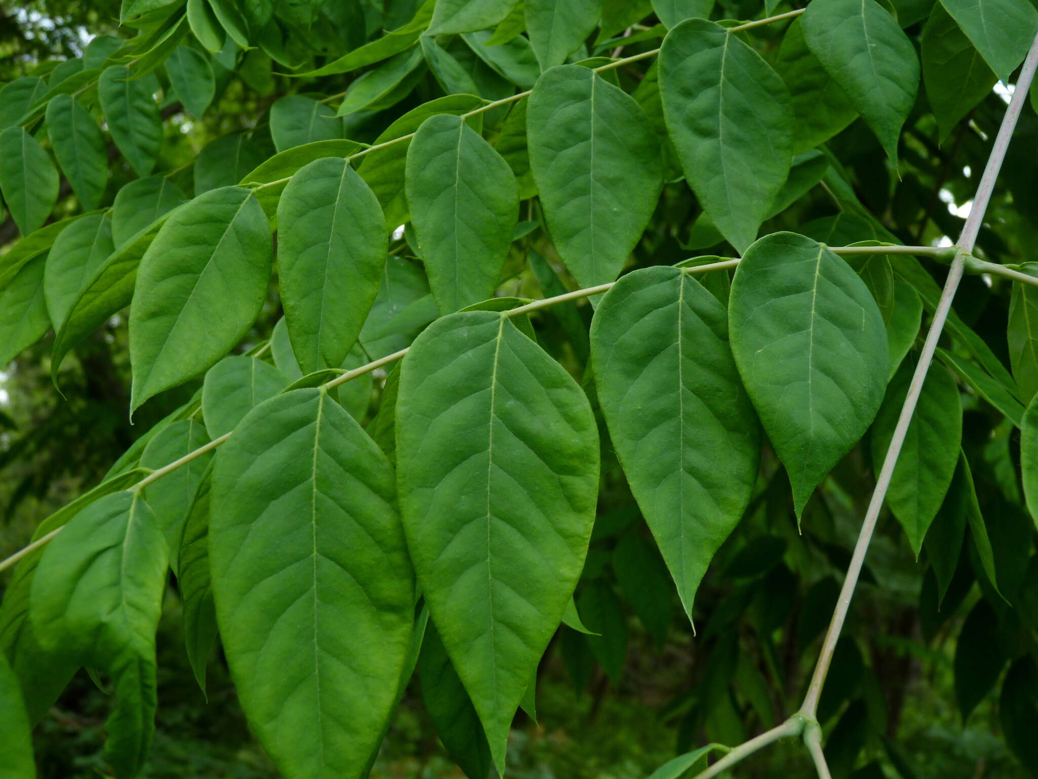 Image of American coffee berry