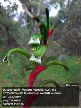 Image of Anigozanthos manglesii D. Don