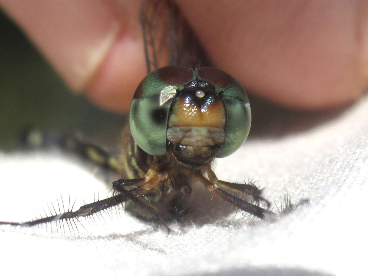 Image of Jade-striped Sylph