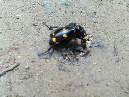 Nicrophorus (Nicrophorus) didymus (Brullé 1836) resmi