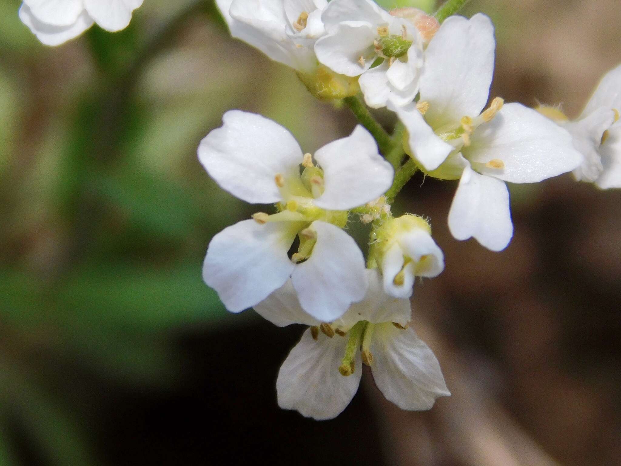 Image of branched draba