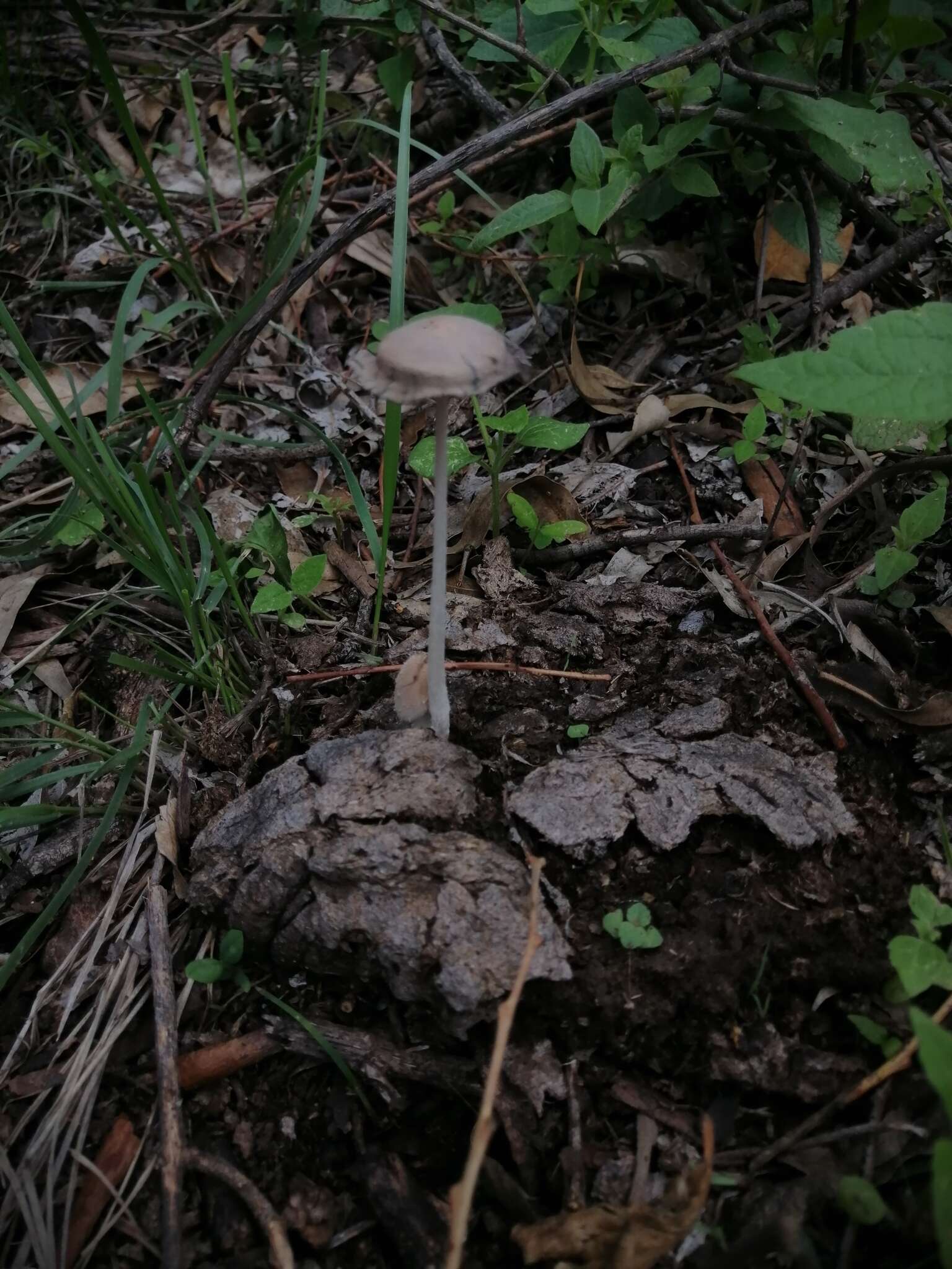 Image of Coprinopsis pseudonivea (Bender & Uljé) Redhead, Vilgalys & Moncalvo 2001