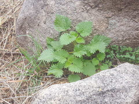 Image de Urtica gracilenta Greene