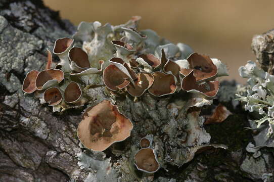 Image of Michaux's parmotrema lichen