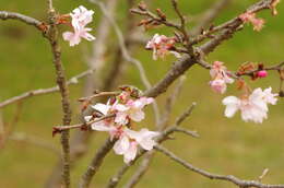 Plancia ëd Prunus yedoensis Matsum.