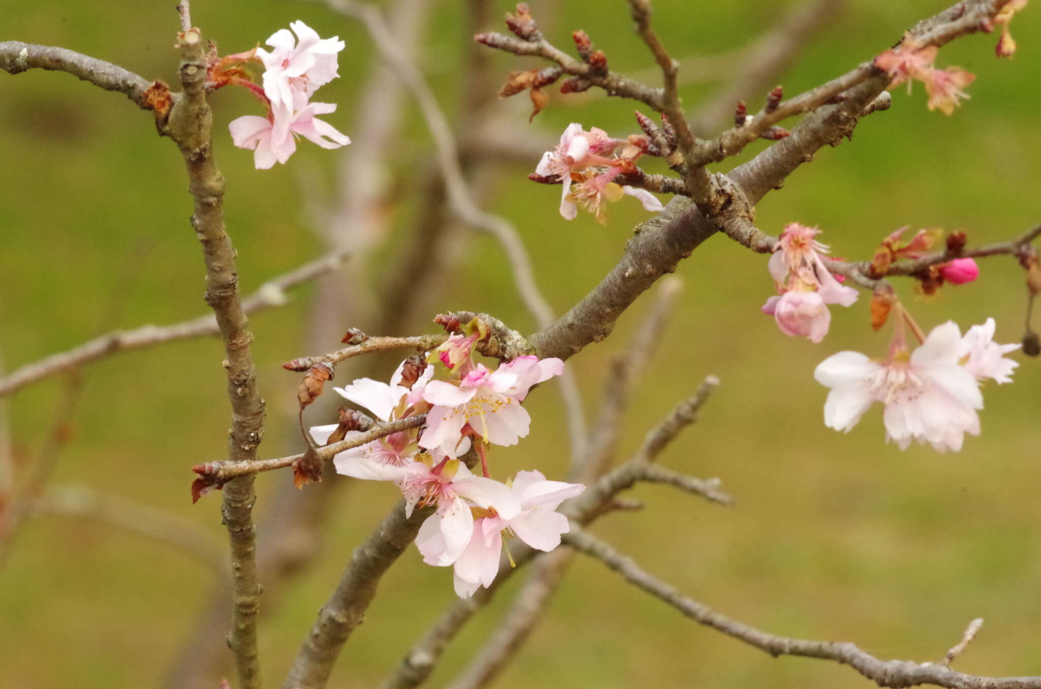 Imagem de Prunus yedoensis Matsum.