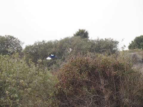 Image of Iberian Grey Shrike