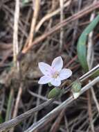 Image of western springbeauty