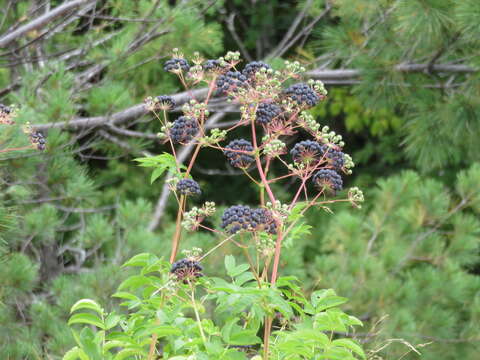 Image of bristly sarsaparilla