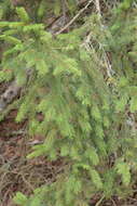 Image of Picea abies var. abies