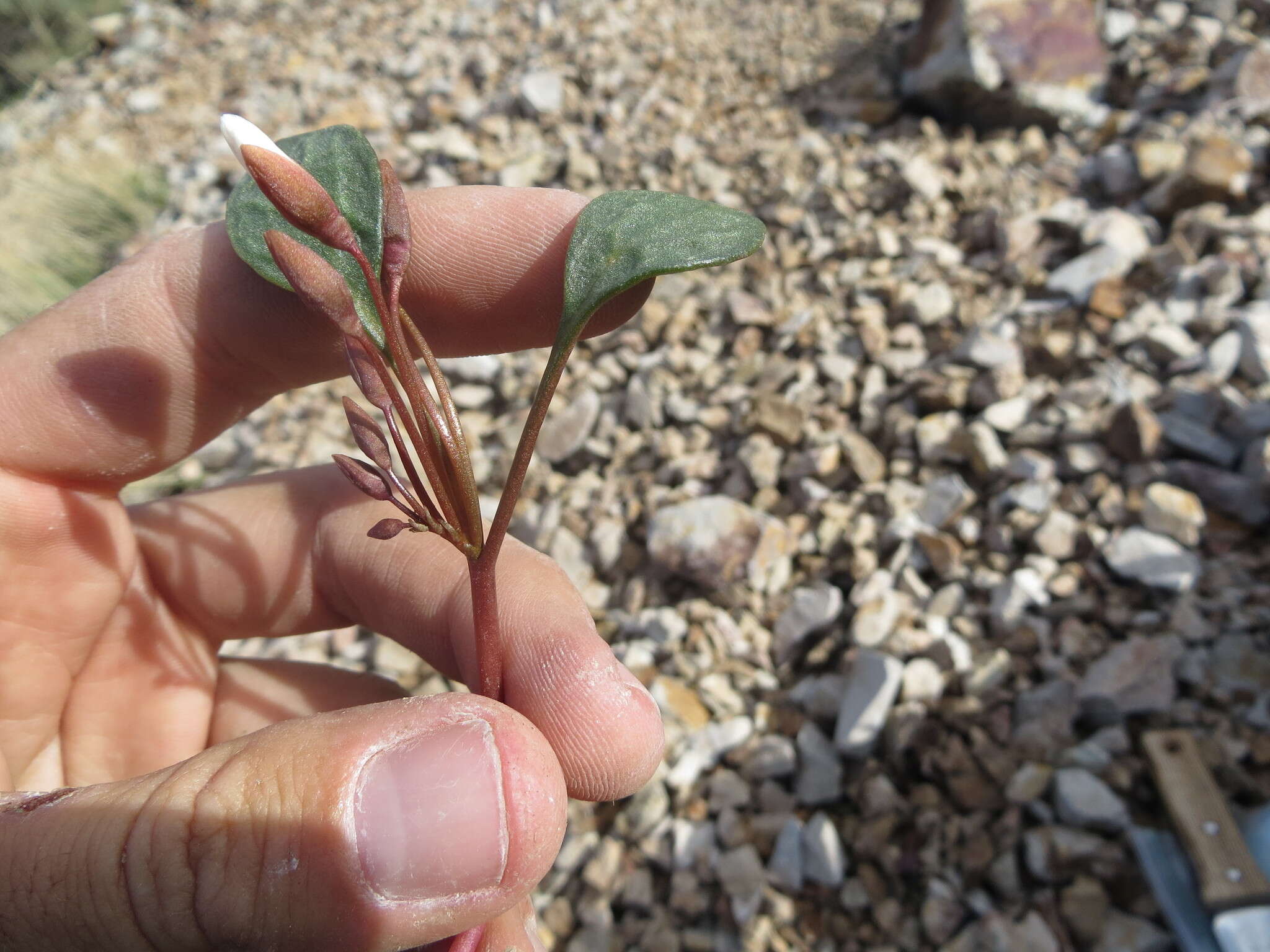 Claytonia umbellata S. Wats. resmi