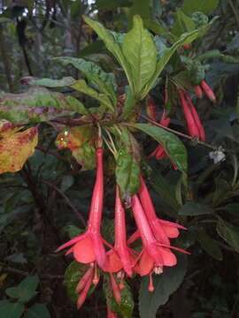 Image of Fuchsia loxensis Kunth