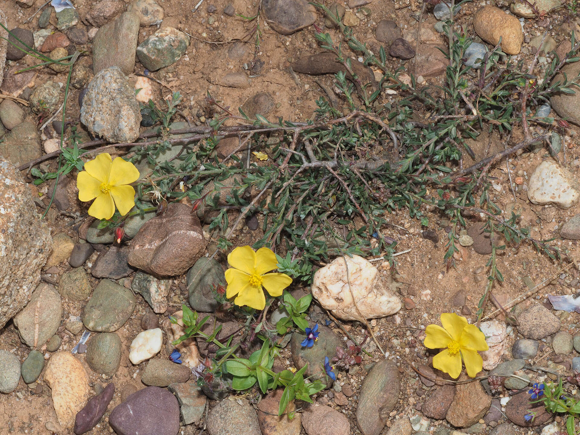 Image of Fumana arabica (L.) Spach