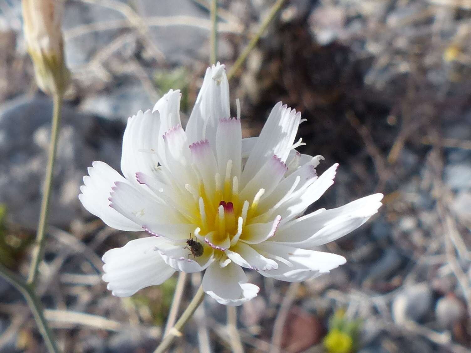 Image de Atrichoseris