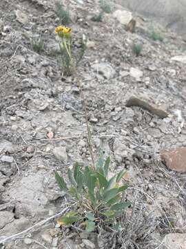 Image of Platyschkuhria integrifolia var. desertorum (M. E. Jones) Ellison