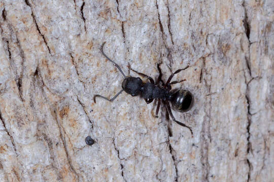 Image of Polyrhachis phryne Forel 1907