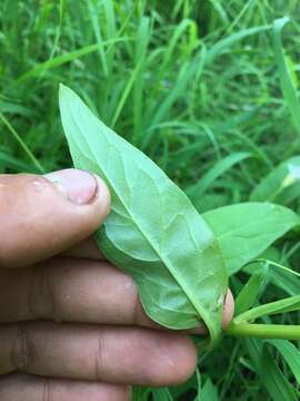 Image of arrowleaf rattlesnakeroot