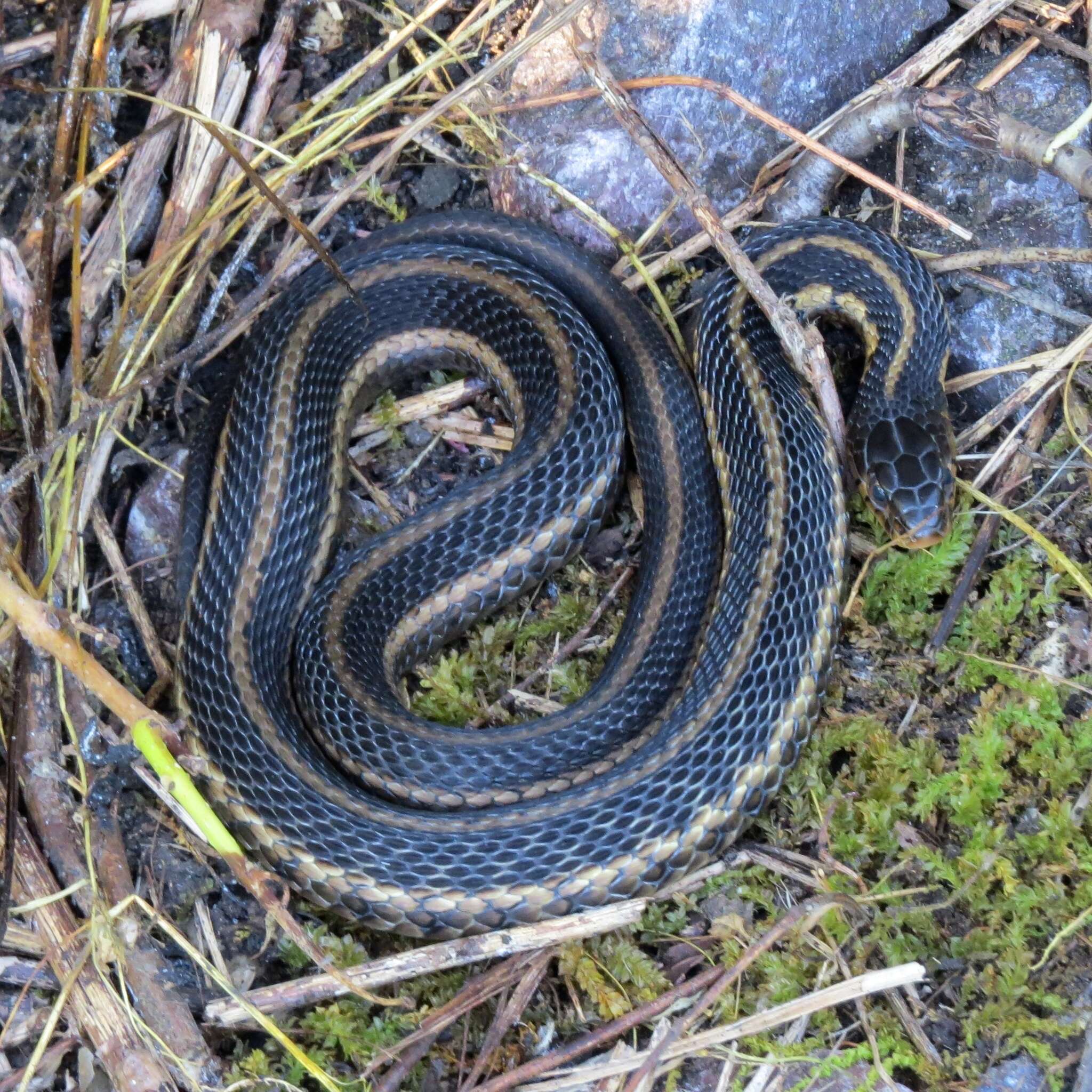 Image of Plains Garter Snake