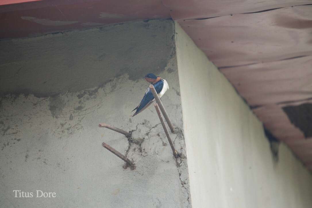 Hirundo lucida Hartlaub 1858 resmi