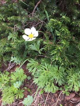 Imagem de Anemonastrum narcissiflorum var. zephyra (A. Nelson)