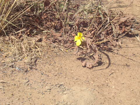 Imagem de Cochlospermum tinctorium Perr. ex A. Rich.